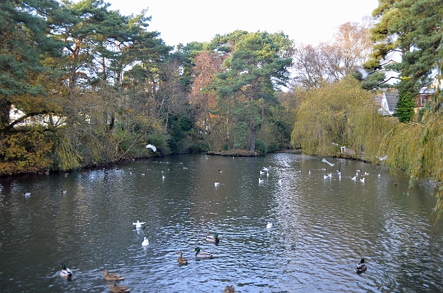 24 11 11_3793_edited-1.jpg - COY POND - UPPER GARDENS BOURNEMOUTH/POOLE - 2011